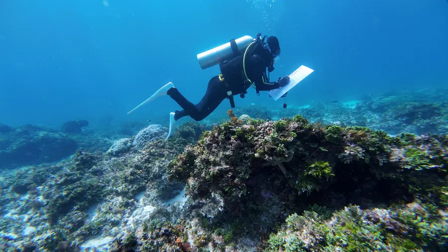 Bahari Yetu marine conservation work